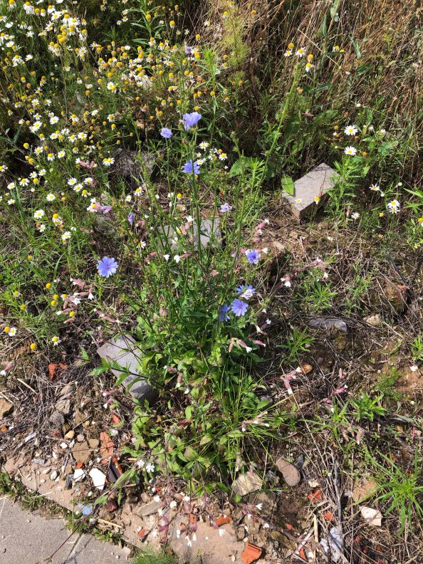 Cichorium intybus